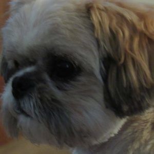 Meet your Posher, Sherry